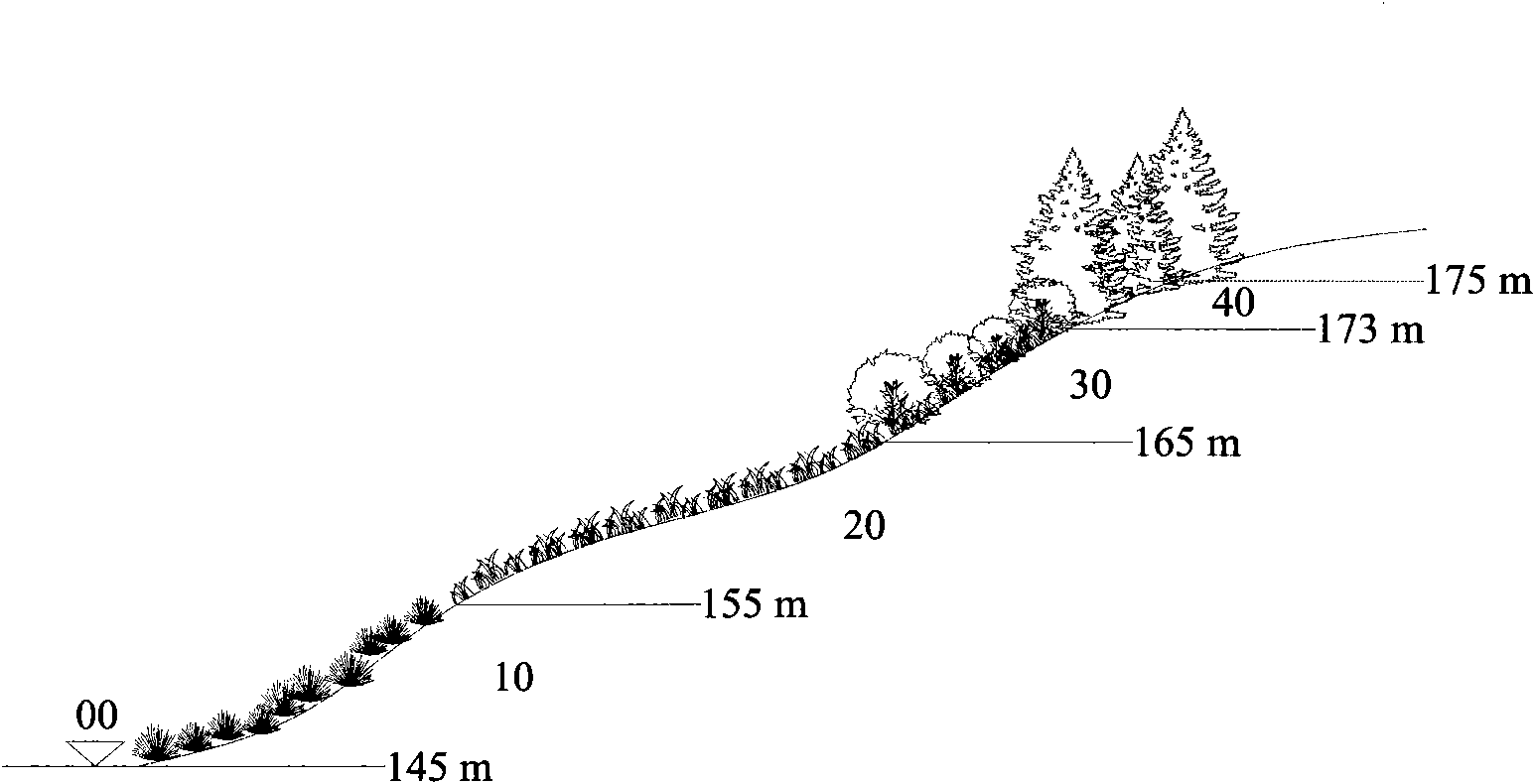 Method for constructing water fluctuation belt vegetations of Three Gorges reservoir by vertical arrangement of arbor-bush-grass