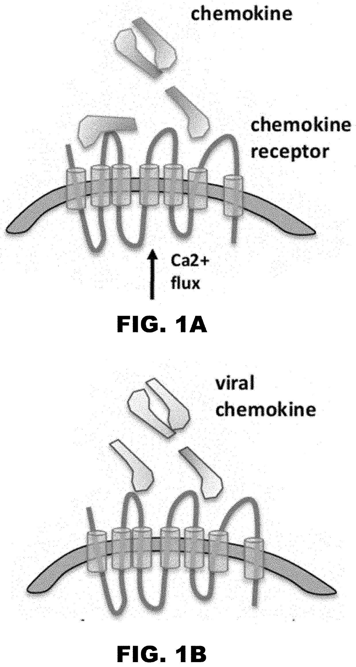 Chemokine decoy receptors of rodent gammaherpesviruses and uses thereof