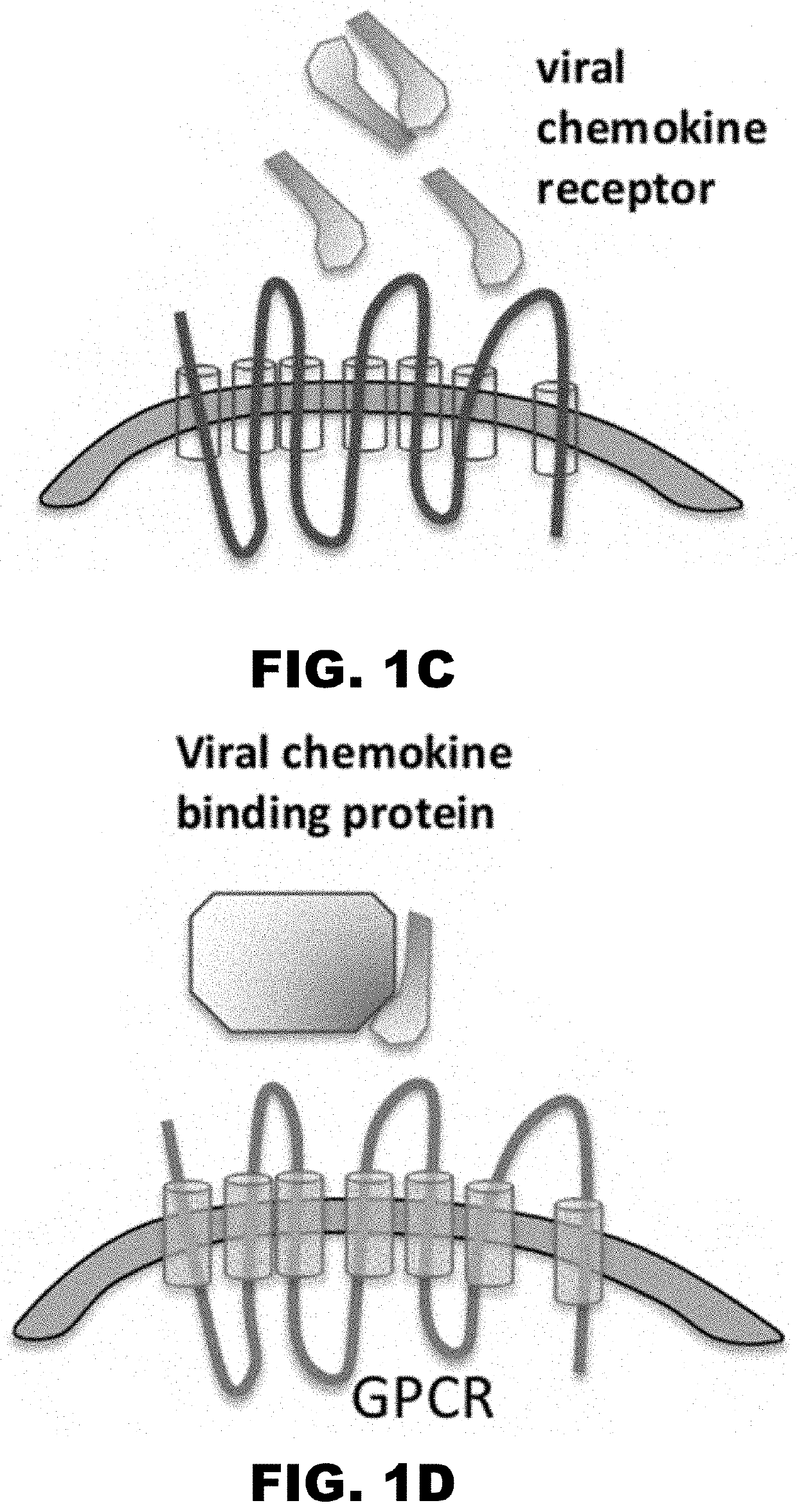 Chemokine decoy receptors of rodent gammaherpesviruses and uses thereof