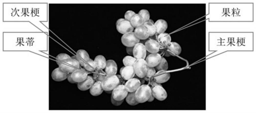 A method for segmenting regions of grape bunch stems naturally placed by machine vision