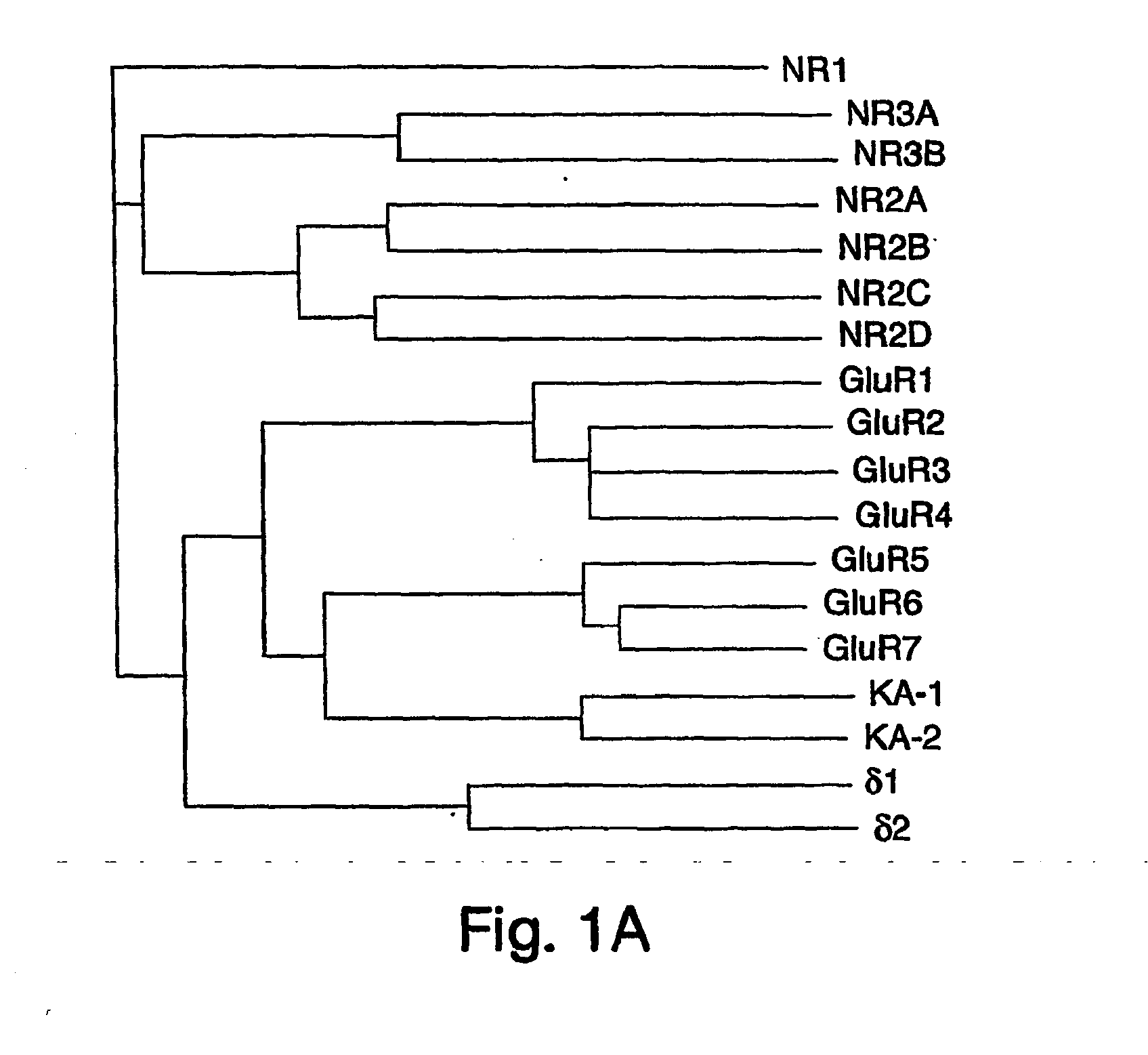 Nr3b nmda receptor subunit compositions and related methods