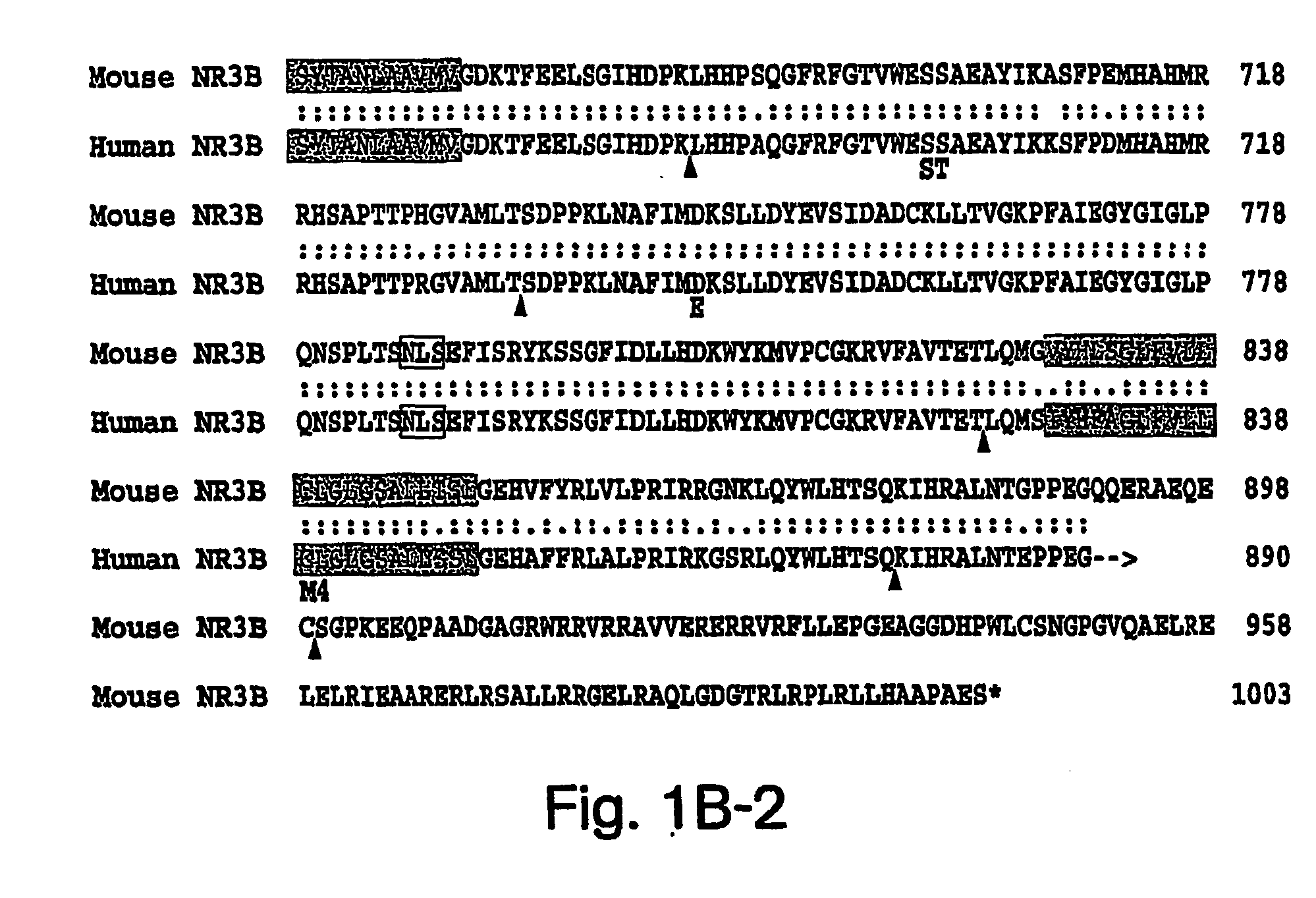 Nr3b nmda receptor subunit compositions and related methods