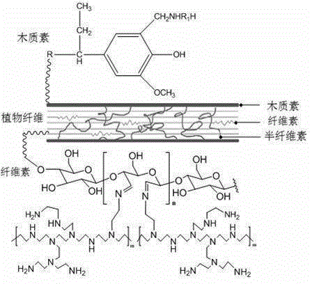 Plant fiber based solid amine adsorption material, preparation method and application thereof