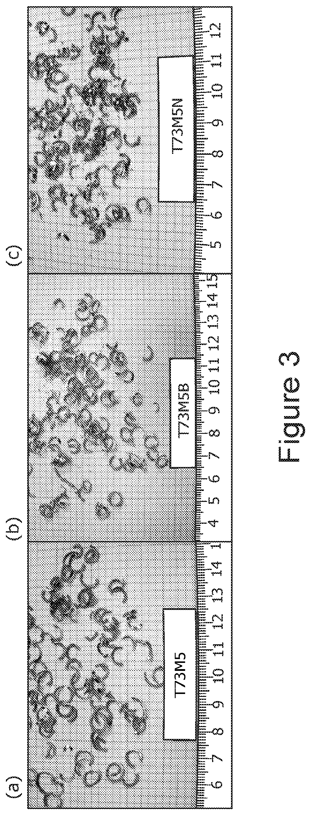 Unleaded free-cutting brass alloys with excellent castability, method for producing the same, and application thereof