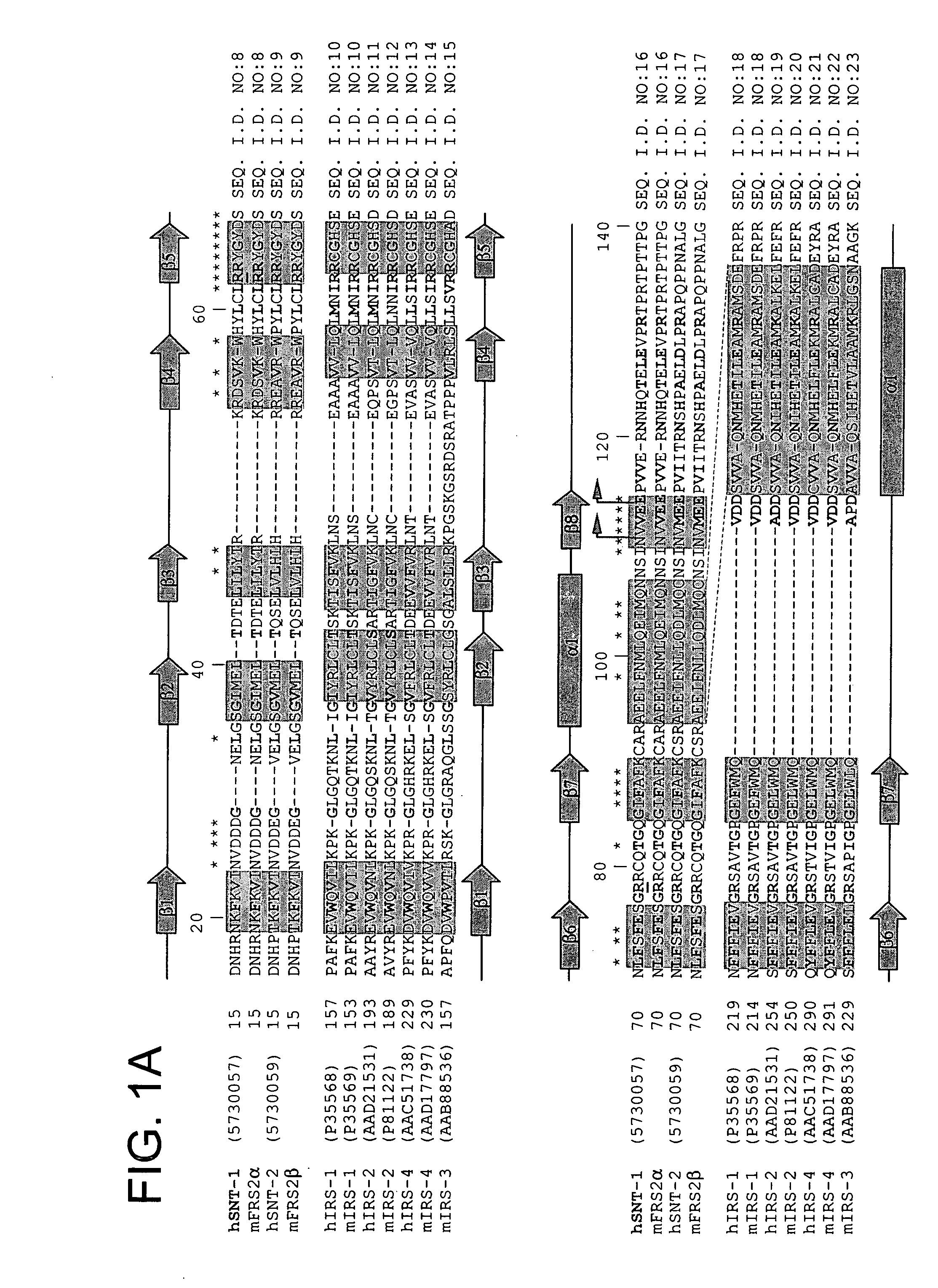 Methods of indentifying modulators of the FGF receptor