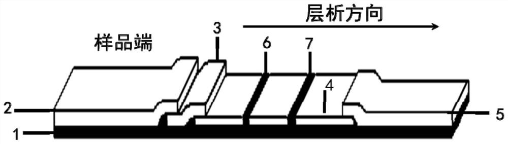 Colloidal gold test strip for rapidly detecting oyster herpes virus OsHV-1 and application of colloidal gold test strip