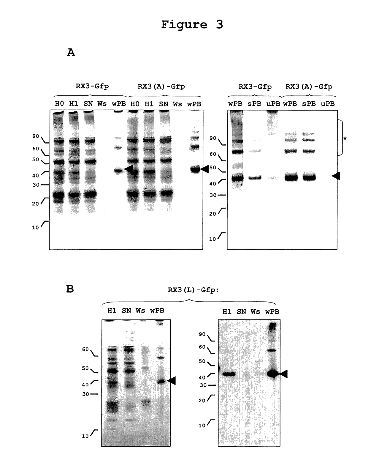 Recombinant protein body-inducing polypeptides