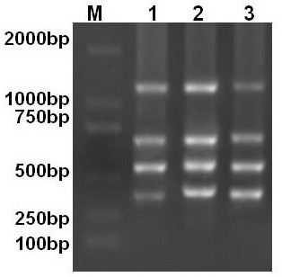 One-step PCR detection of avian leukosis virus a/b/j/k subgroup primer set and kit