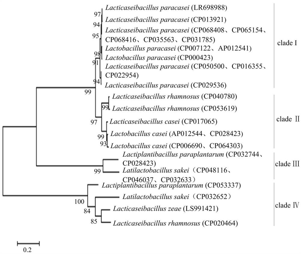 Primer combination and application thereof in detection of lactobacillus paracasei in dairy products