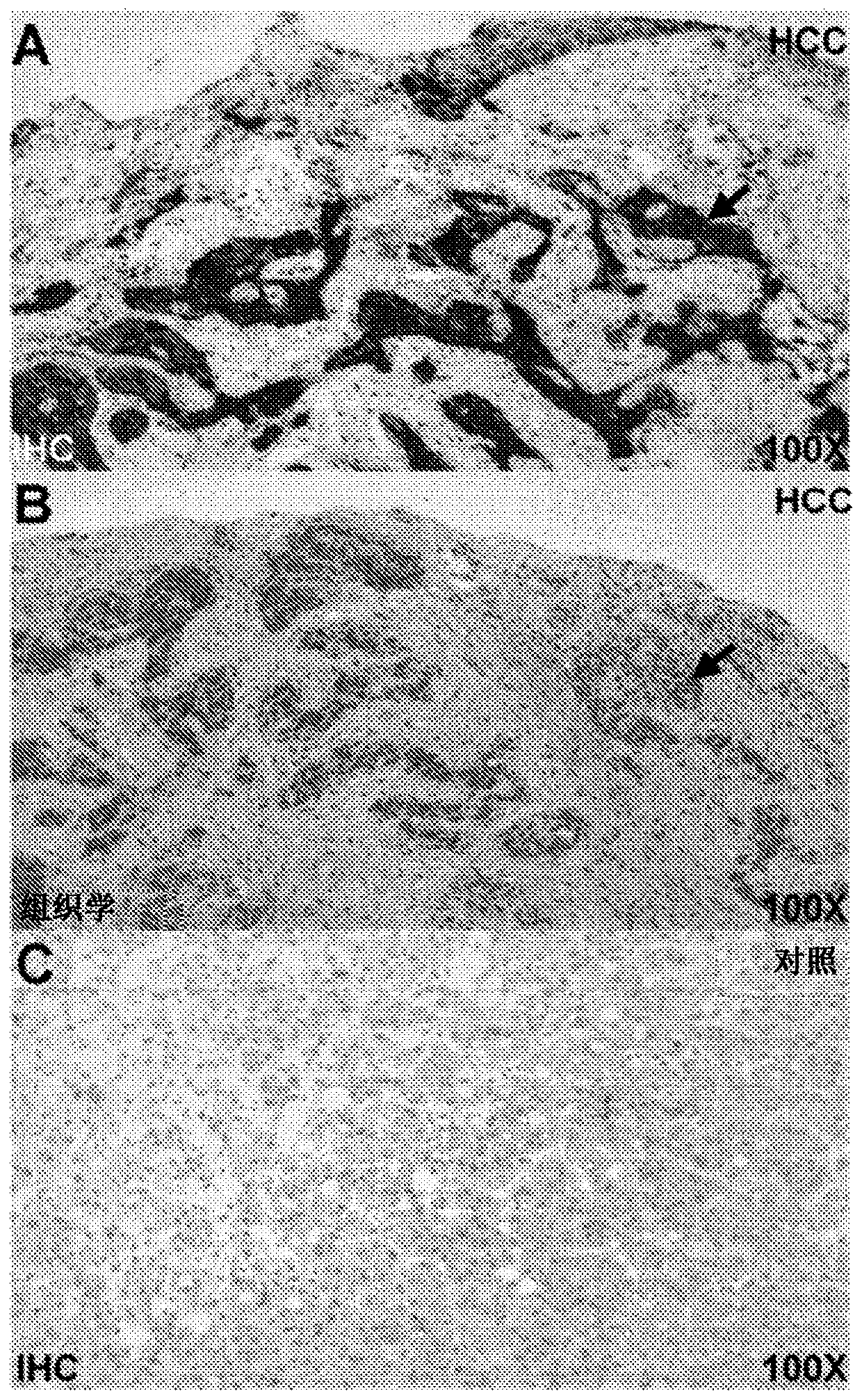 Glypican-3 peptide reagents and methods