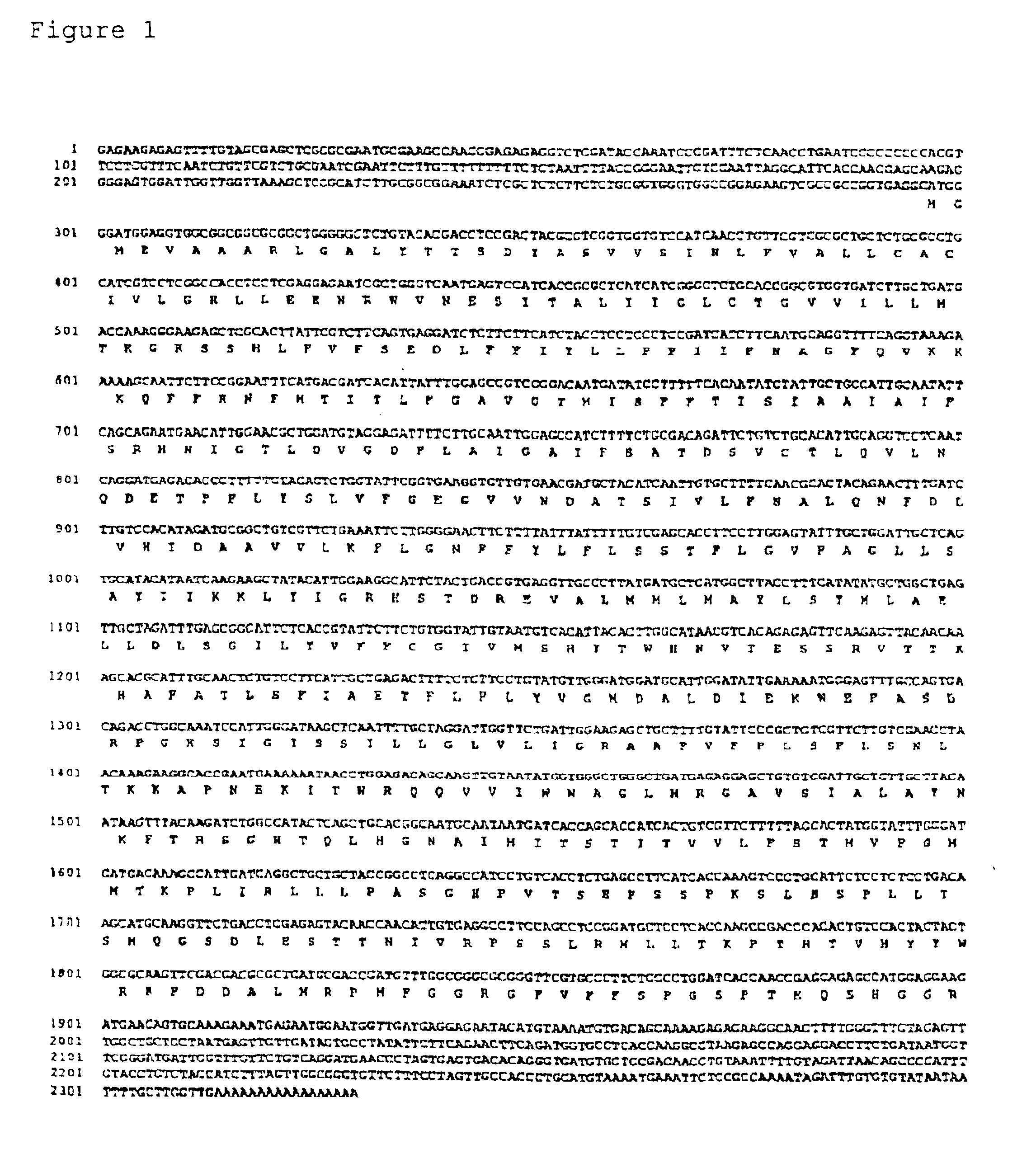 Sodium/proton antiporter gene