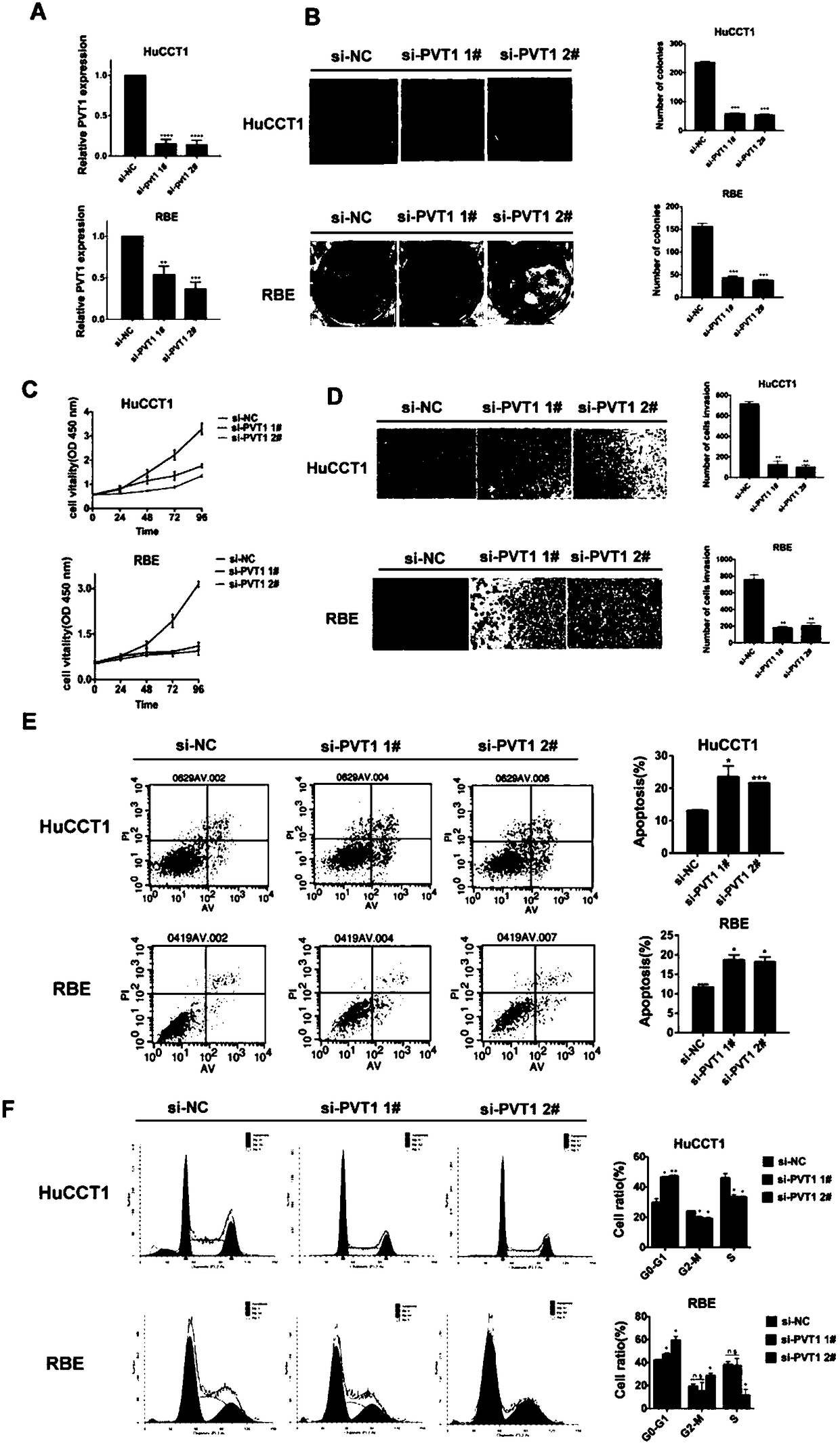 Application of long-chain non-coding RNA and composition thereof to diagnosis and treatment of cancer of biliary duct