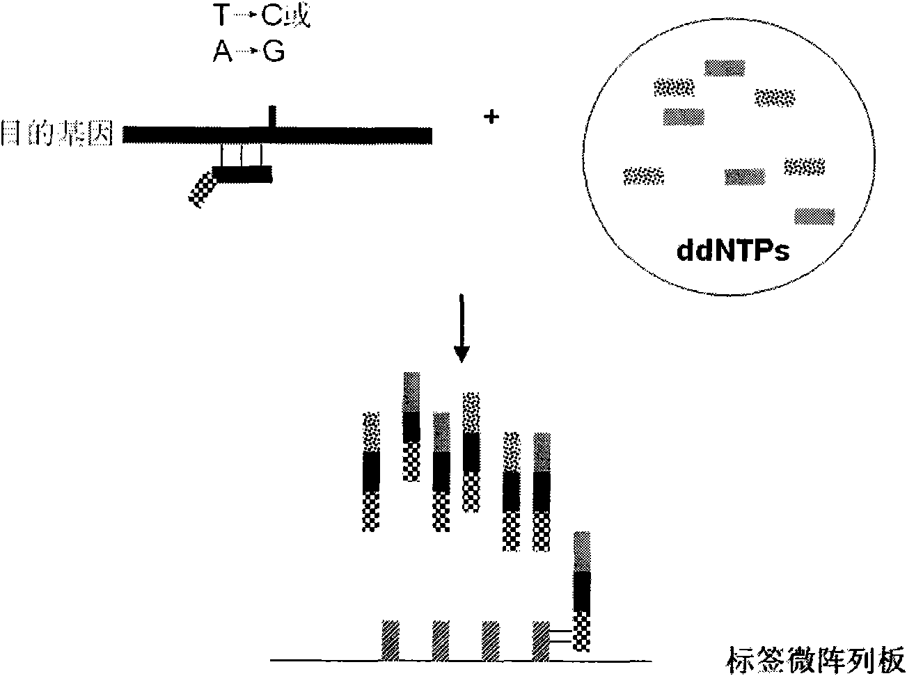 Method for detecting polymorphism of 12 loci of human mitochondrial cytochrome b genes simultaneously