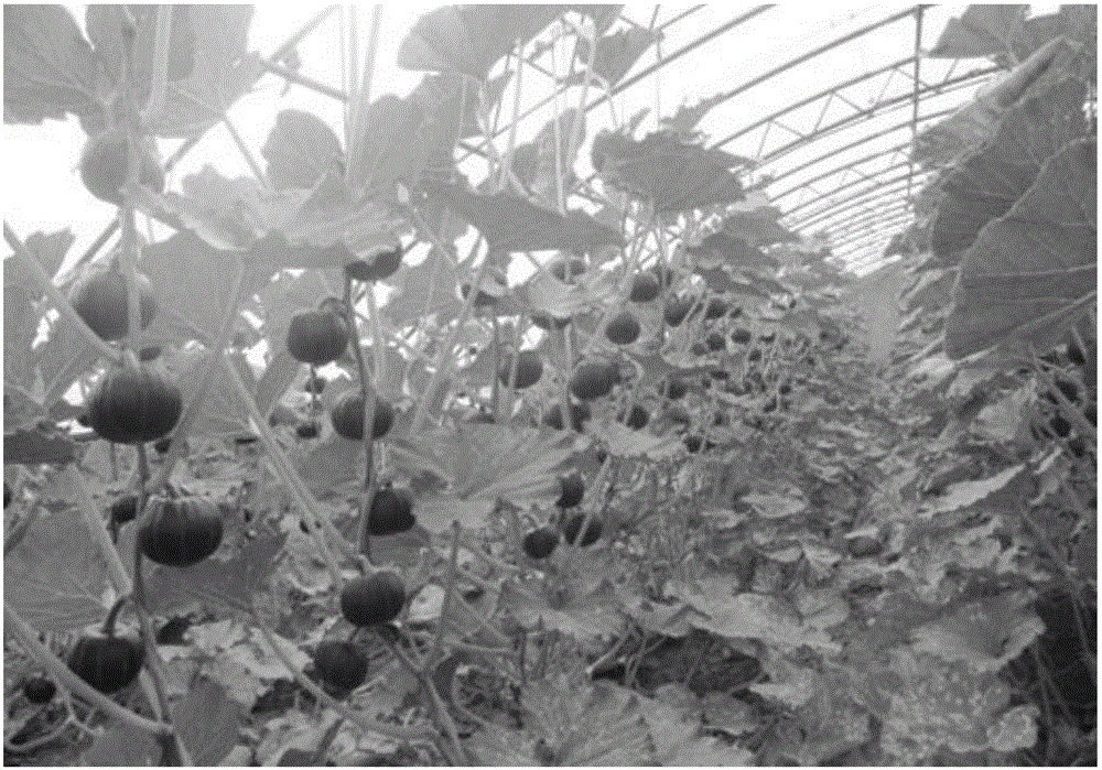 Method for improving mini-pumpkin fruiting rate and commodity rate