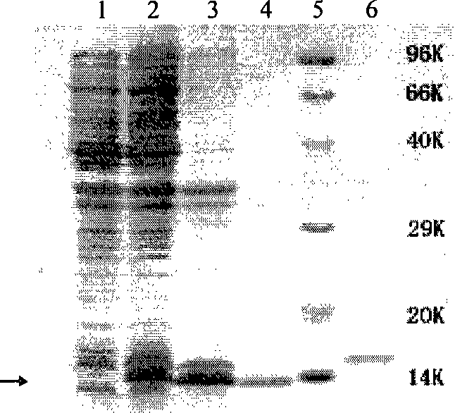 Transferrin-frog-egg ribonuclease coupler and production method and use thereof