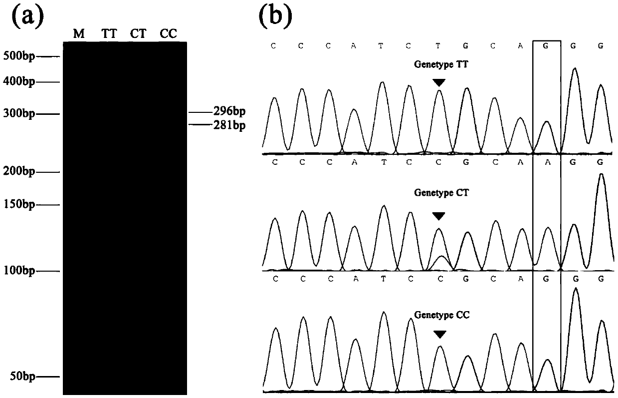 Method for detecting single nucleotide polymorphism of cattle Leptin genes