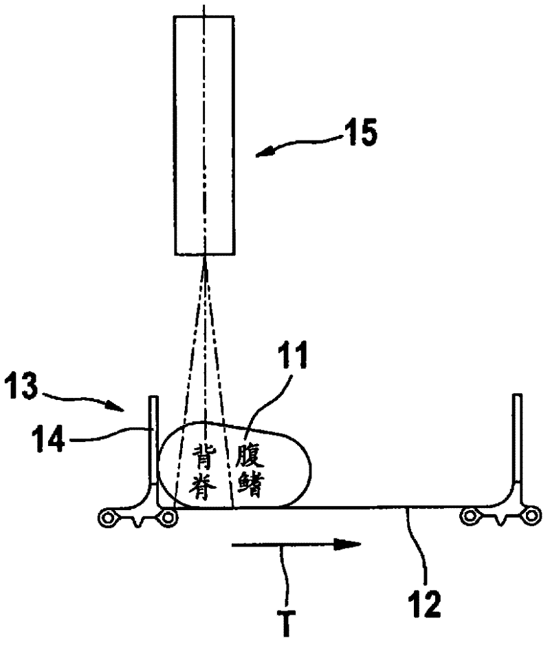 Apparatus and method for automatically supplying fish to a fish processing machine
