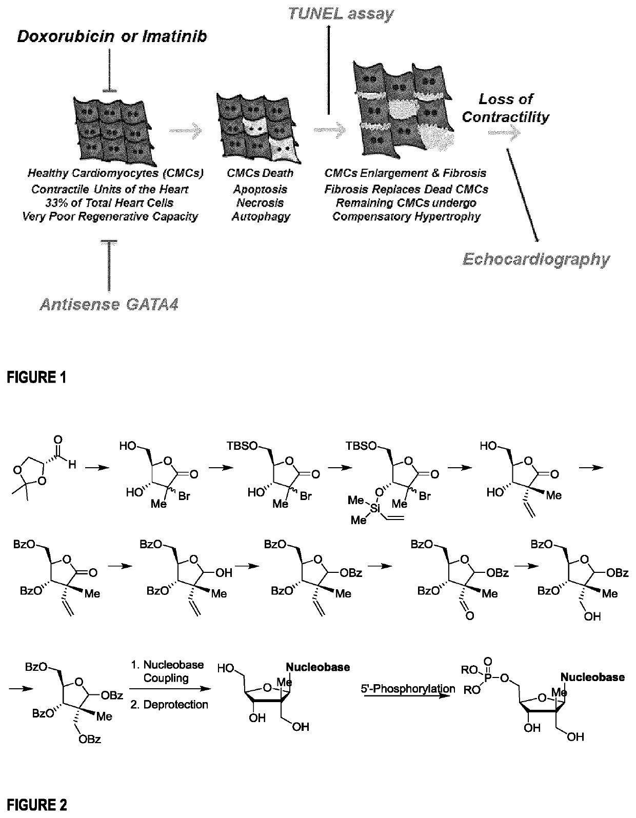 Nucleoside and nucleotide analogues bearing a quaternary all-carbon stereogenic center at the 2' position and methods of use as a cardioprotective agent