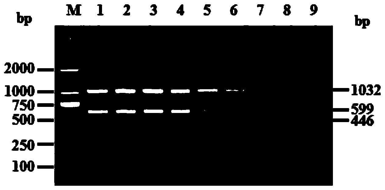 Duplex polymerase chain reaction (PCR) method for rapidly identifying duck circovirus genotype