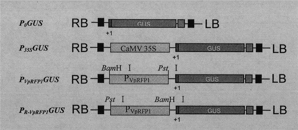 Grapevine powdery mildew resistance transcription factor gene VpRFP1 promoter sequence and application thereof