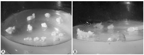 Inducing culture method of Aconitum vilmorinianum Kom. embryoid