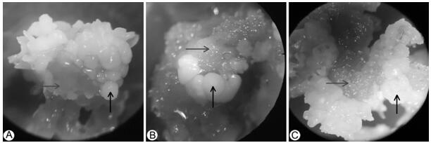 Inducing culture method of Aconitum vilmorinianum Kom. embryoid