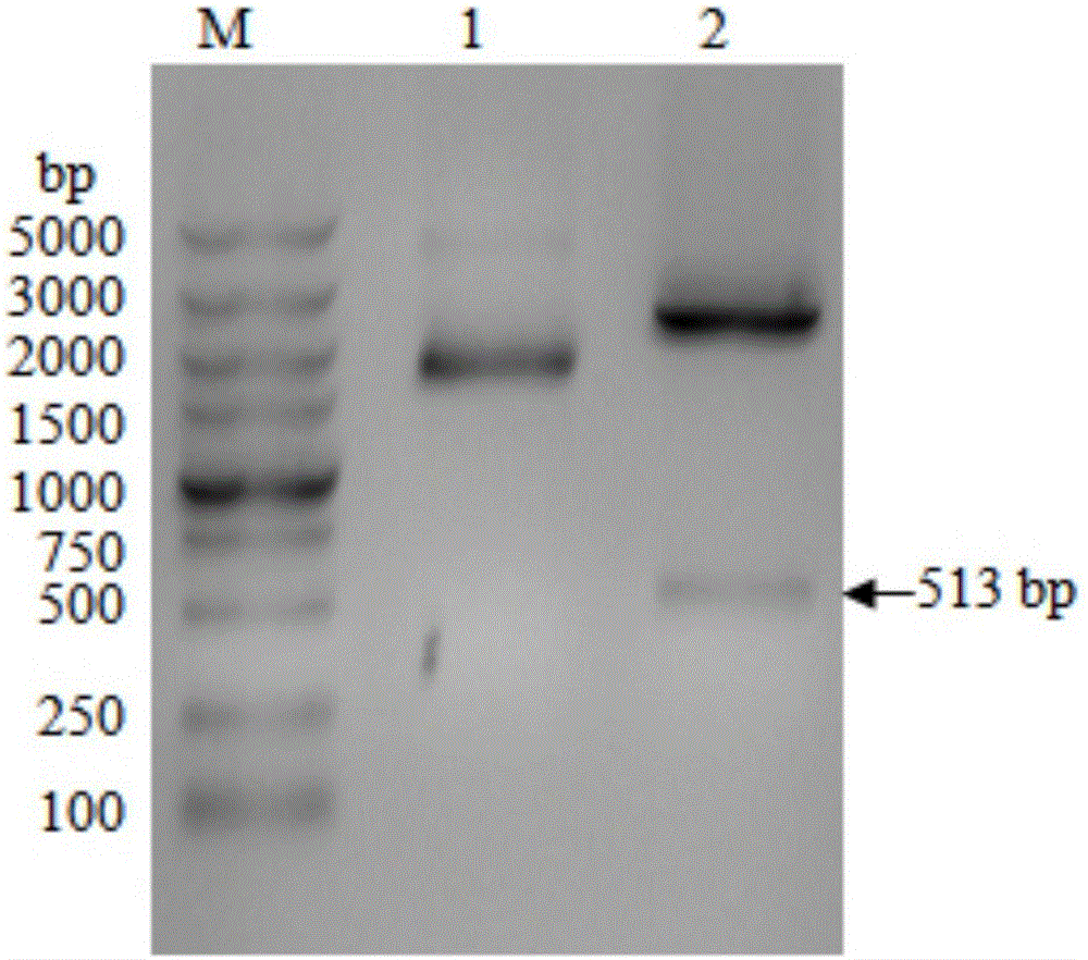 Construction and expression of lactic acid bacteria for recombination of GP5 gene of porcine reproductive and respiratory syndrome virus
