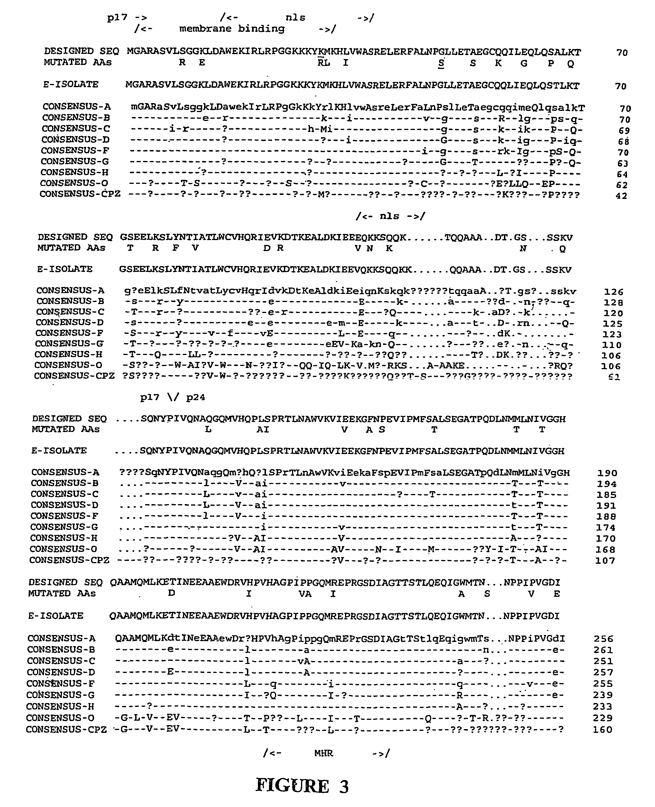 Synthetic peptides and uses therefore