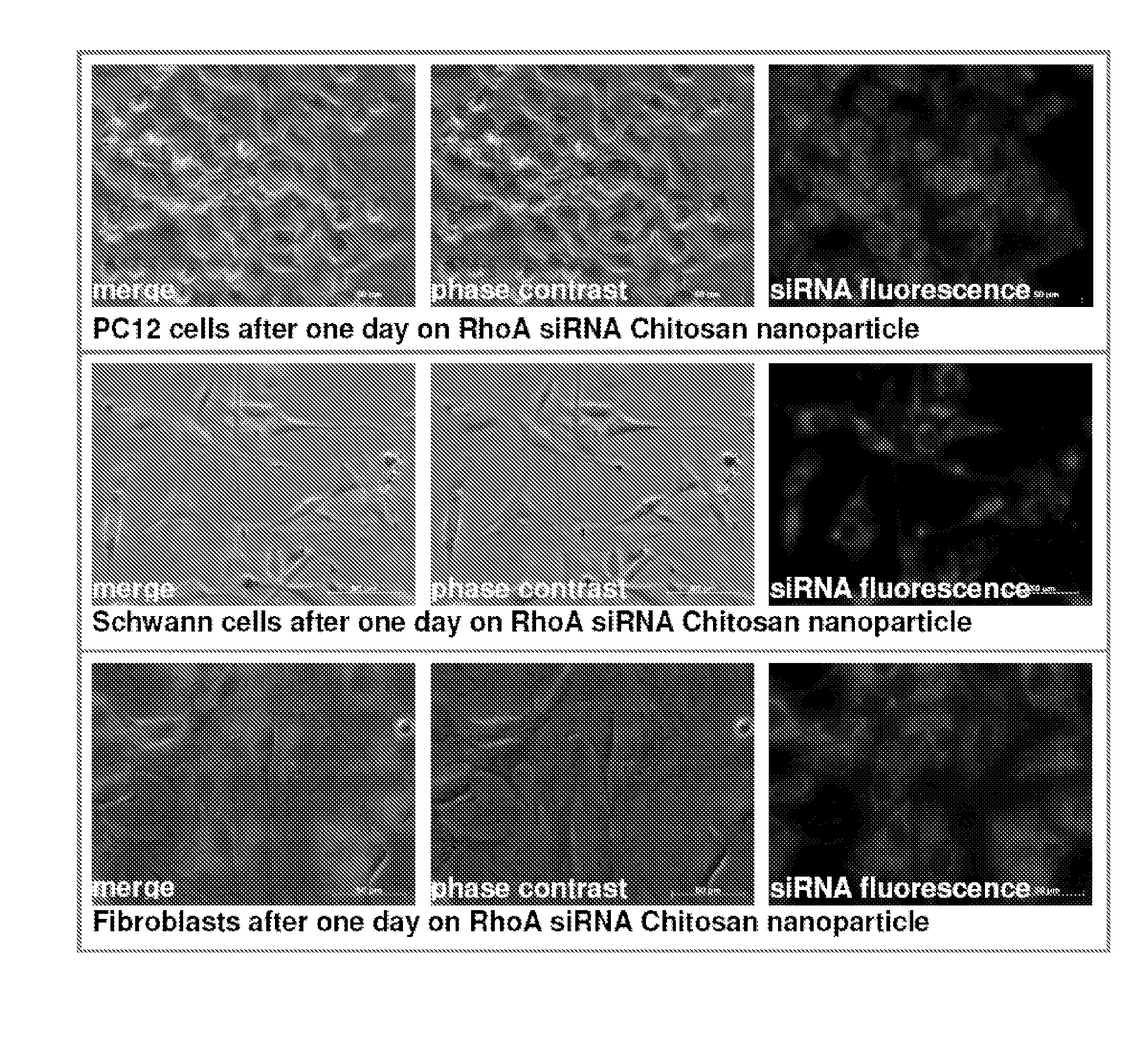 Dehydrated chitosan nanoparticles