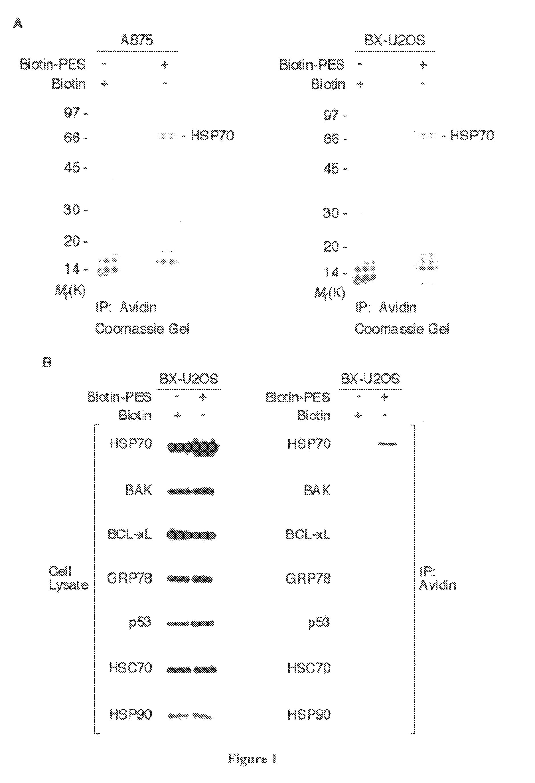 Modulators of HSP70/DnaK Function and Methods of Use Thereof