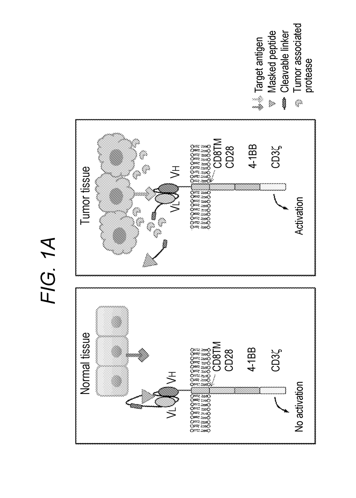Masking chimeric antigen receptor t cells for tumor-specific activation