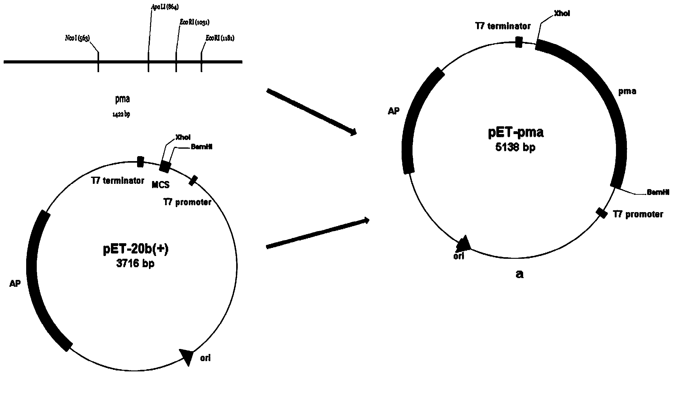 Method for producing alpha-phenylpyruvic acid efficiently through whole cell transformation