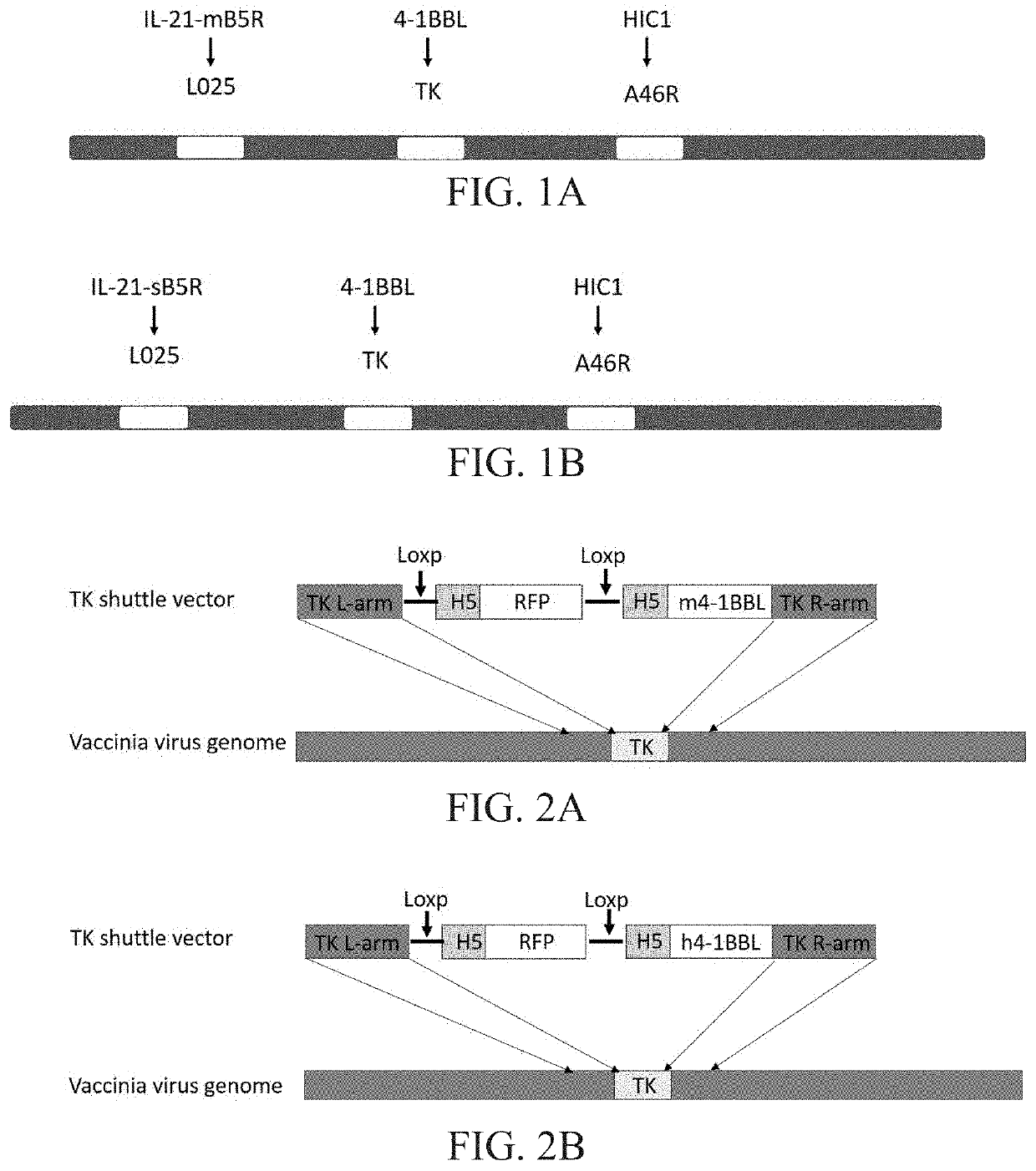 Engineered vaccinia virus