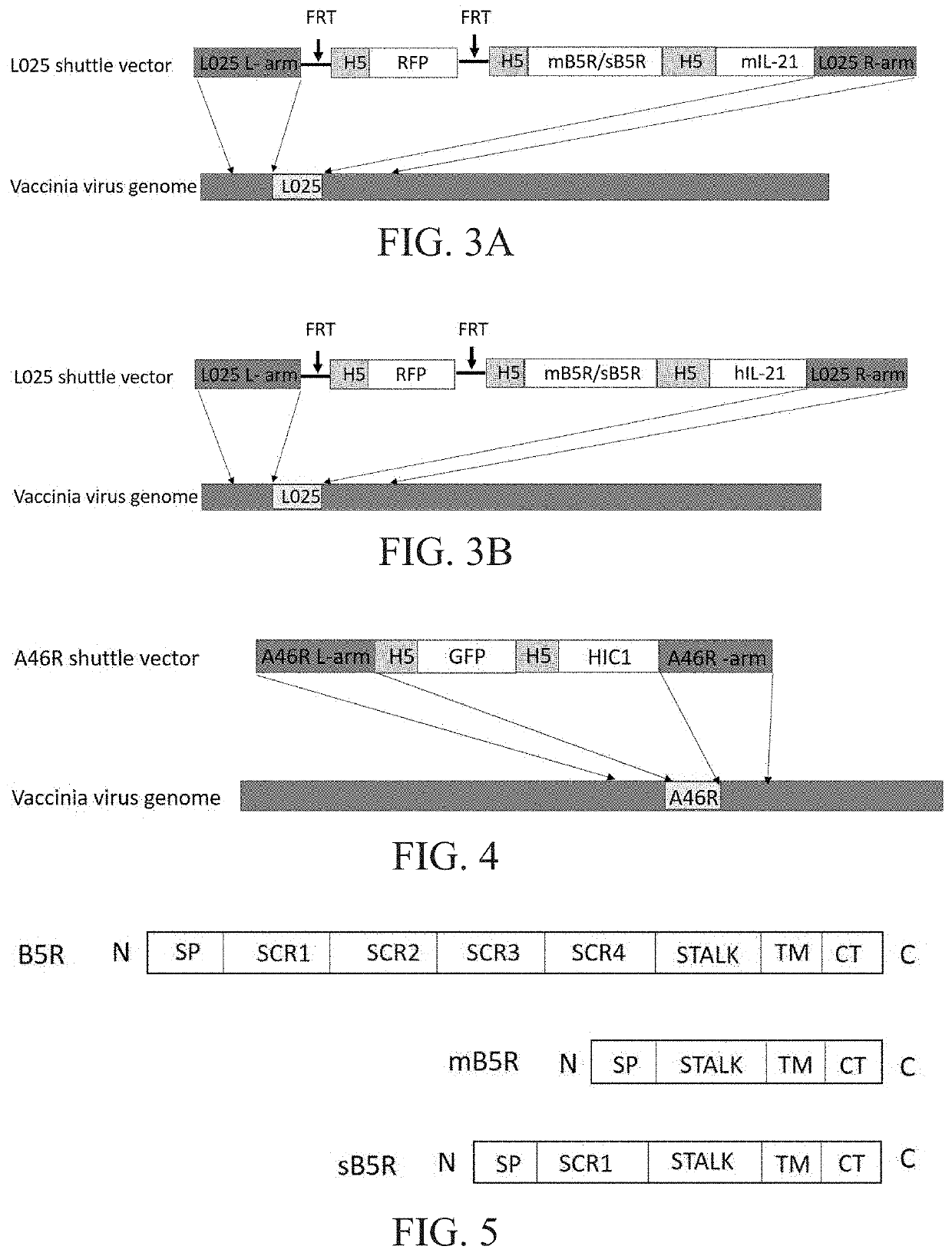 Engineered vaccinia virus