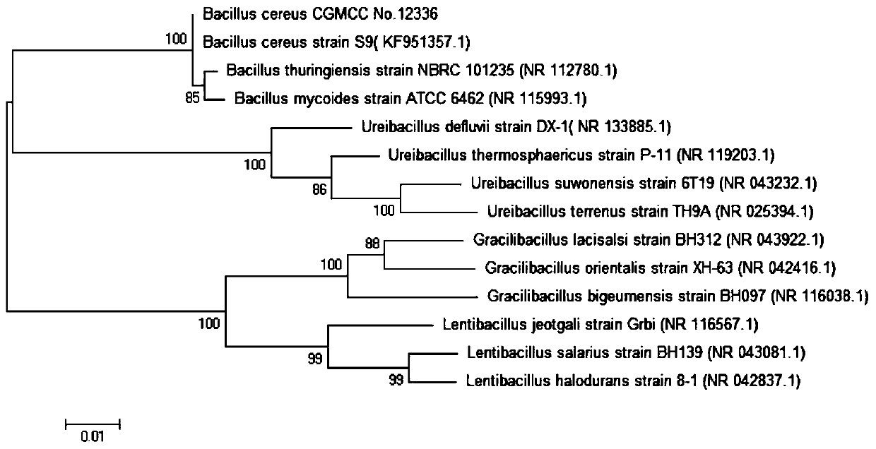 A method for preparing r-mandelic acid by a two-step microbial transformation method