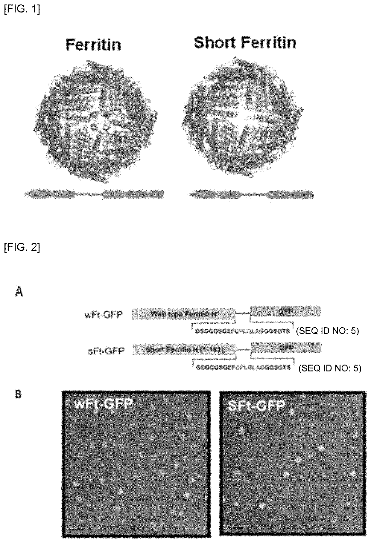 Human-derived ferritin monomer fragment and fusion polypeptide using same