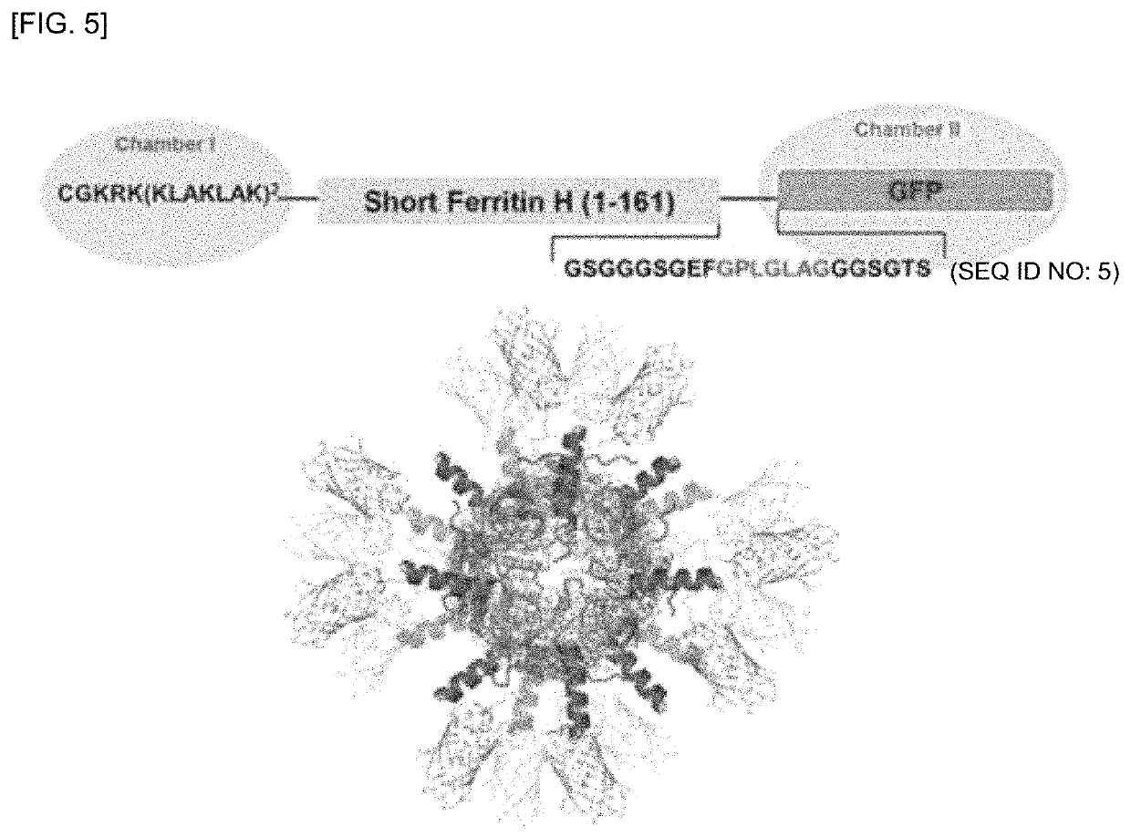 Human-derived ferritin monomer fragment and fusion polypeptide using same