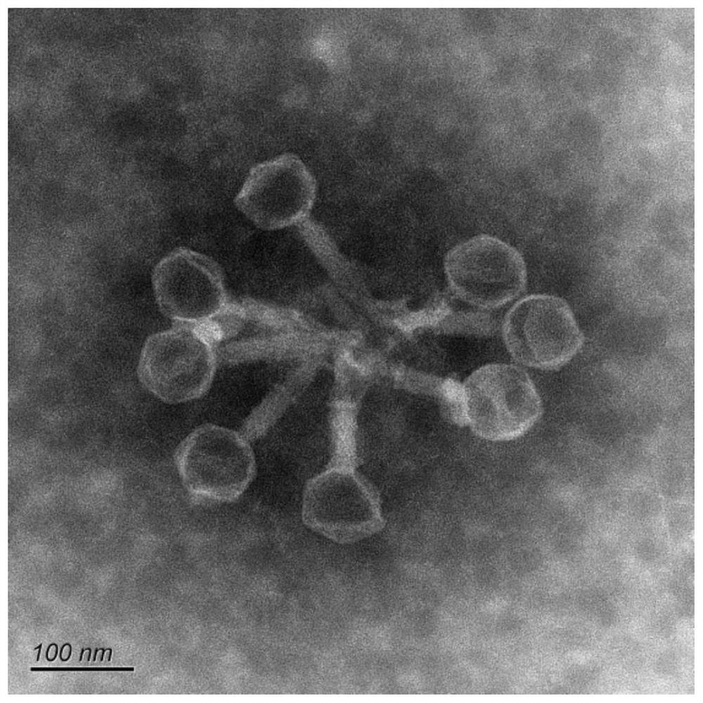 Salmonella enteritidis bacteriophage and application thereof
