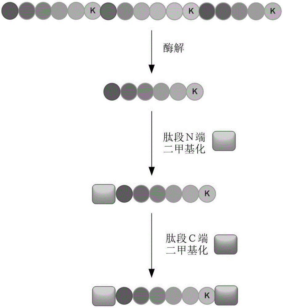 Multiple protein quantification method based on equiponderous dimethylation labeling
