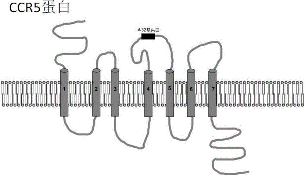 Method for inducing CCR5-delta32 deletion with genome editing technology CRISPR-Cas9