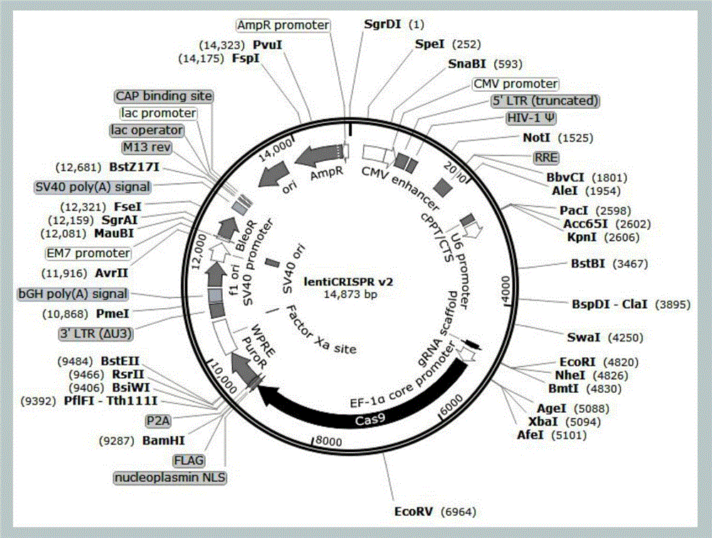 Method for inducing CCR5-delta32 deletion with genome editing technology CRISPR-Cas9