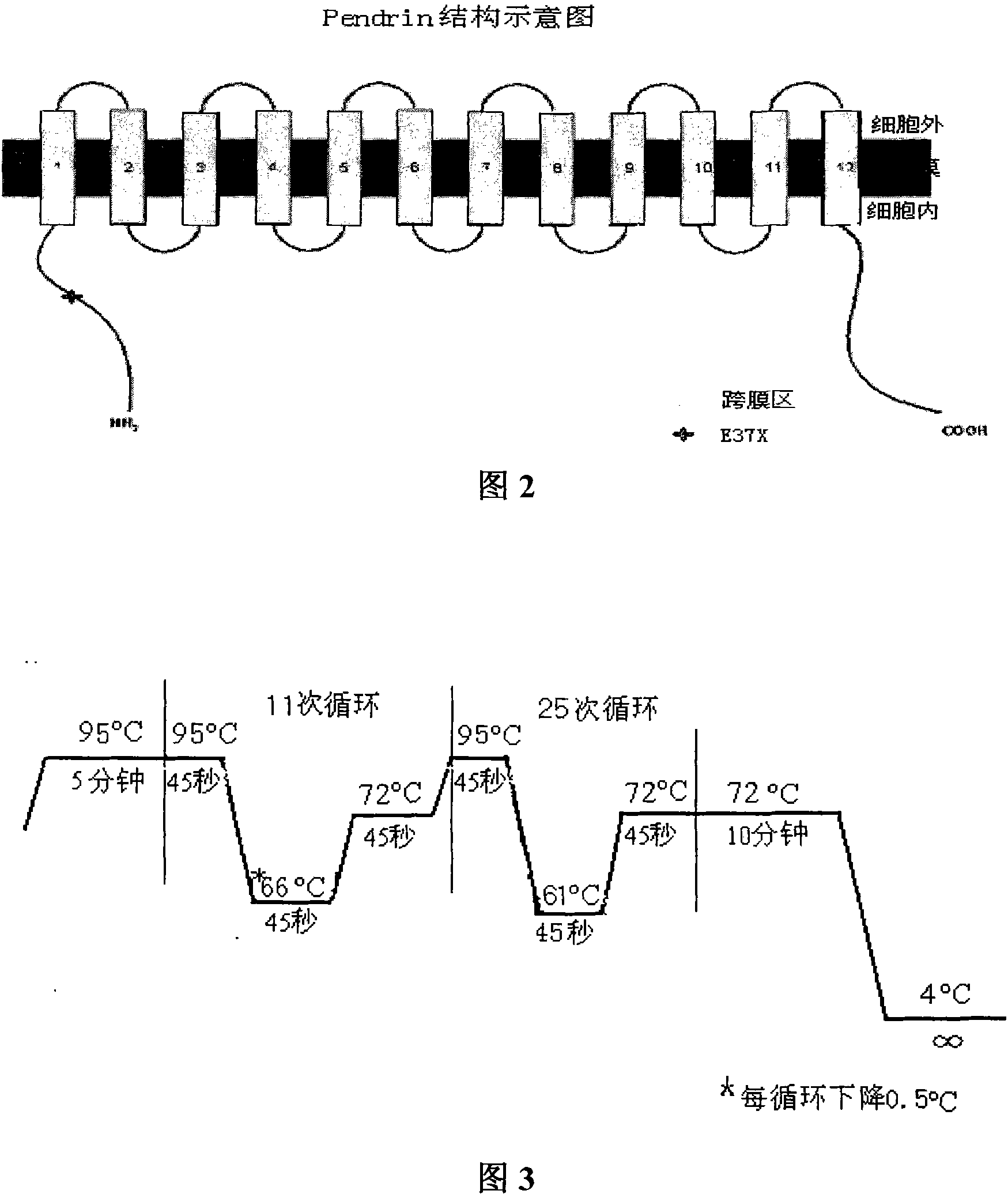 Reagent case for detecting 281C &gt;T mutation of large vestibular aqueduct related gene SLC26A4