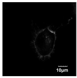 Near-infrared fluorescent compound with targeting function and application thereof