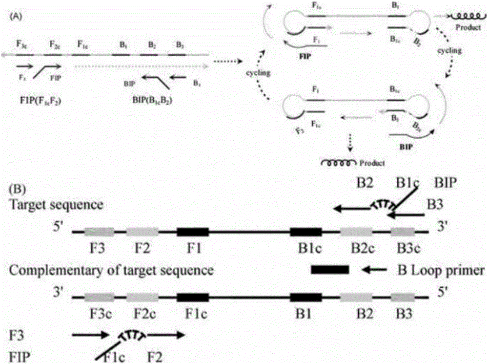 LAMP (loop-mediated isothermal amplification) kit for early diagnosis of candida krusei and special primer