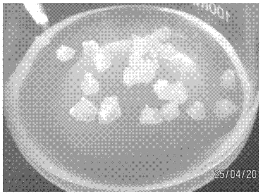 Wheat mature embryo callus gene gun genetic transformation method