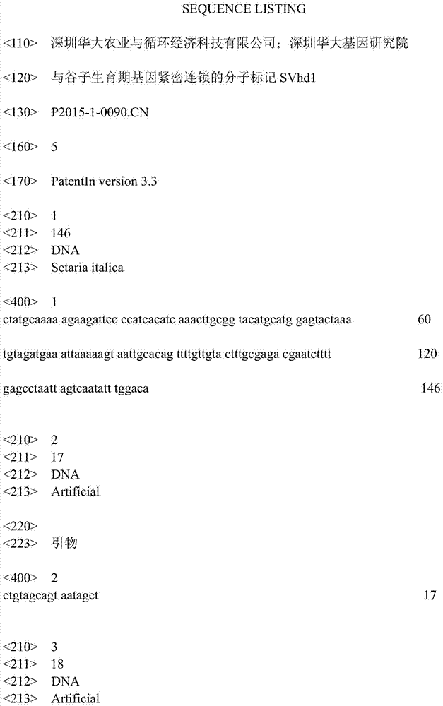 Molecular marker SVhd1 closely linked to growth-period gene of millet