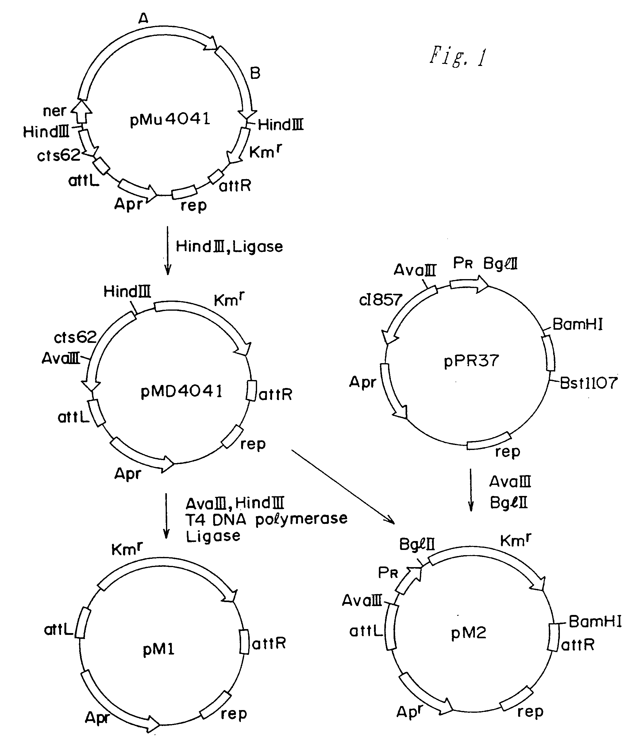 Amino acid producing strains belonging to the genus Escherichia and a method for producing an amino acid