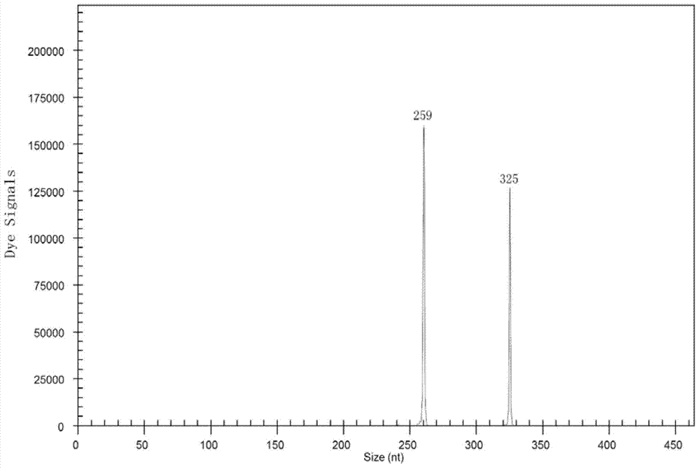 Method for rapidly detecting industrial saccharomyces pastorianus ester metabolism genes