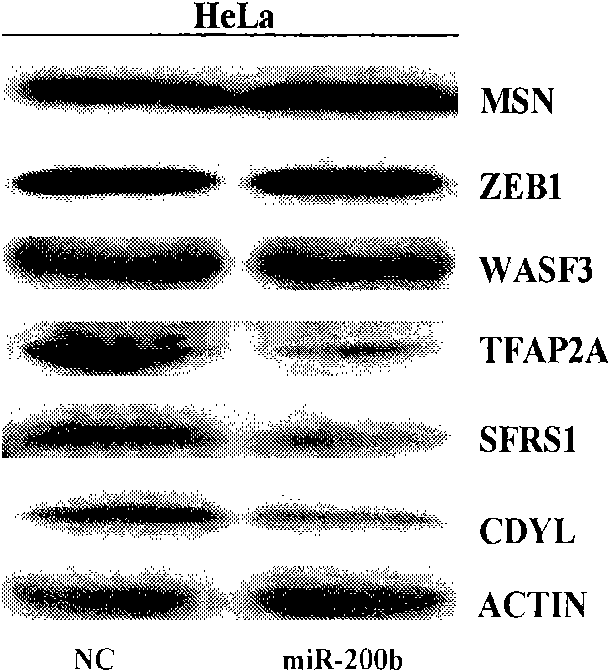 mRNA nucleoplasmic ratio variation-based method for identifying miRNA target gene and application thereof