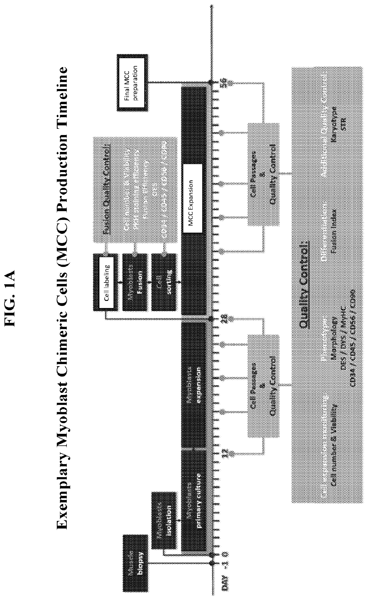 MYOBLAST CHIMERIC CELLS (MCCs)